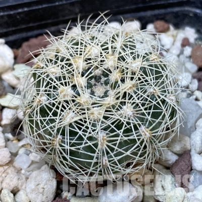 DP29057 Gymnocalycium bruchii v. albispinum