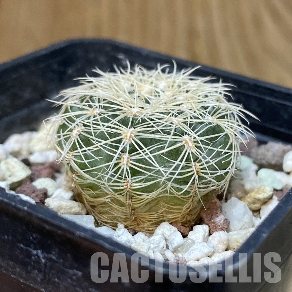 DP29057 Gymnocalycium bruchii v. albispinum - Image 2