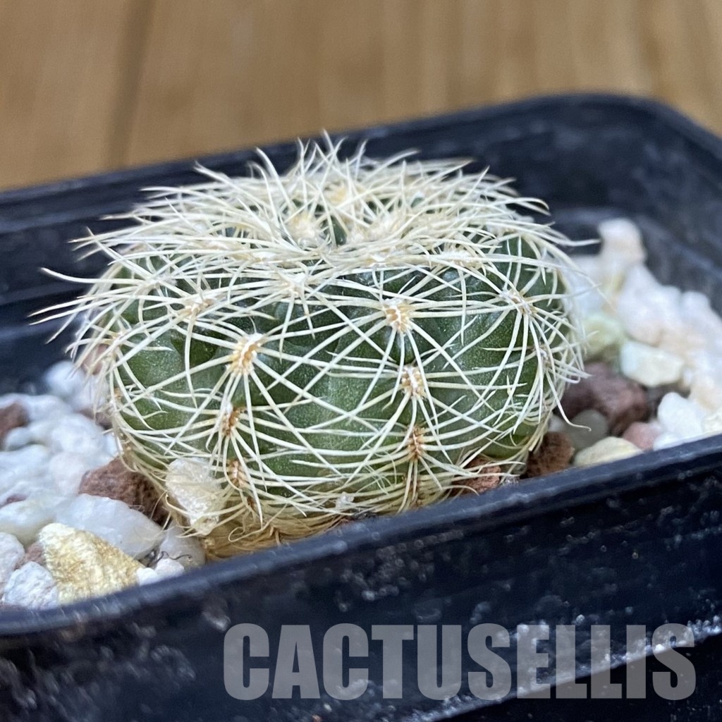 DP29057 Gymnocalycium bruchii v. albispinum - Image 3