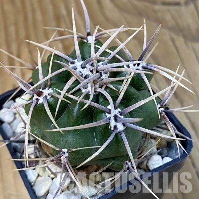 DP29059 Gymnocalycium achirasense