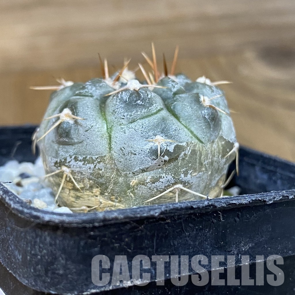 DP29060 Gymnocalycium nogolense VG 412 - Image 2