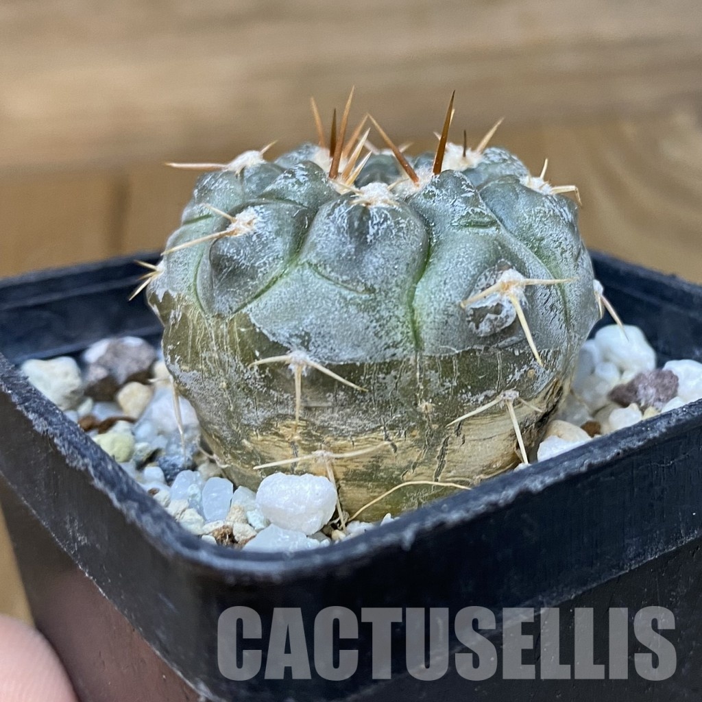 DP29060 Gymnocalycium nogolense VG 412 - Image 3