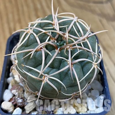 DP29061 Gymnocalycium ritterianum