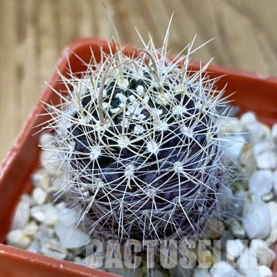 DP29063 Neoporteria sp.