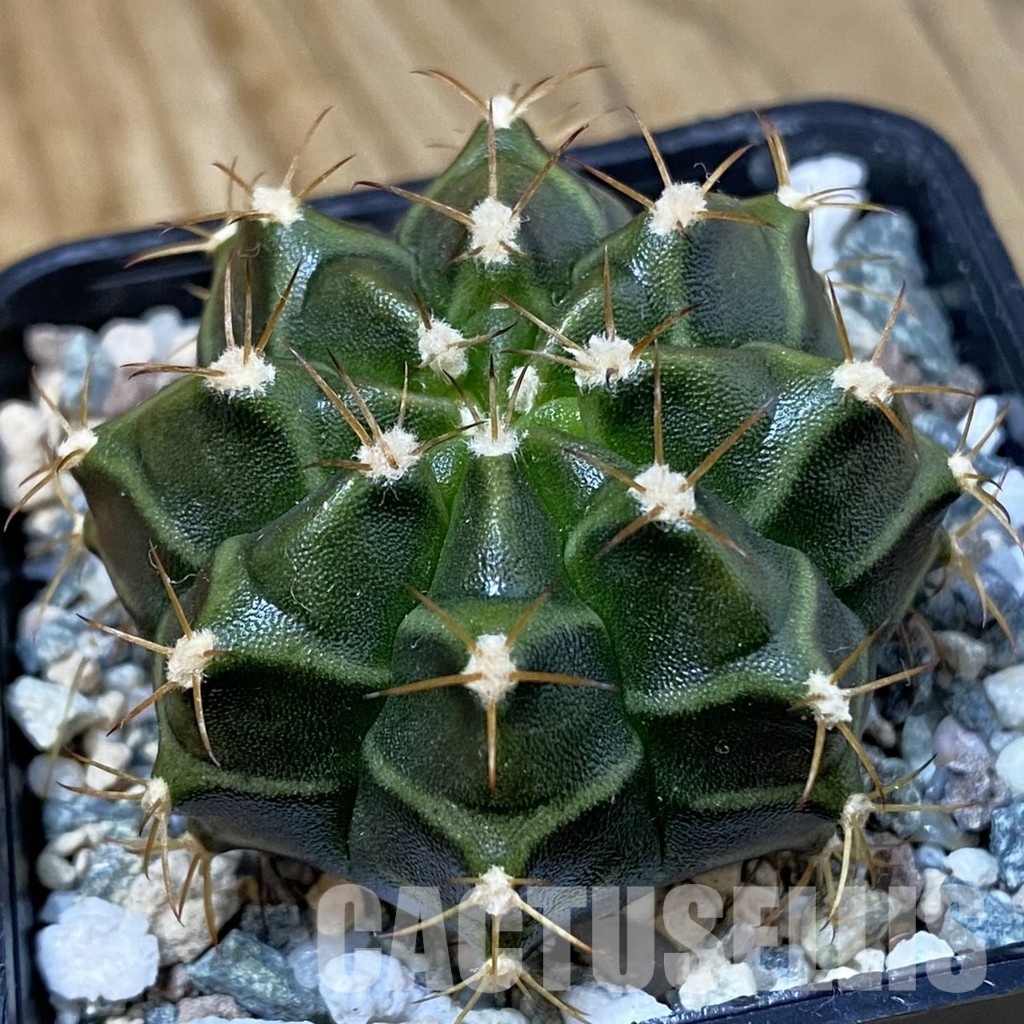 DP29066 Gymnocalycium mihanovichii hybrid, seedling
