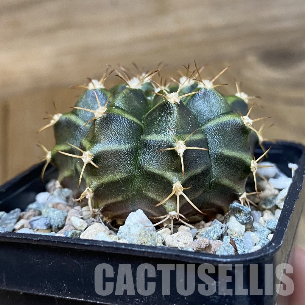 DP29066 Gymnocalycium mihanovichii hybrid, seedling - Image 3