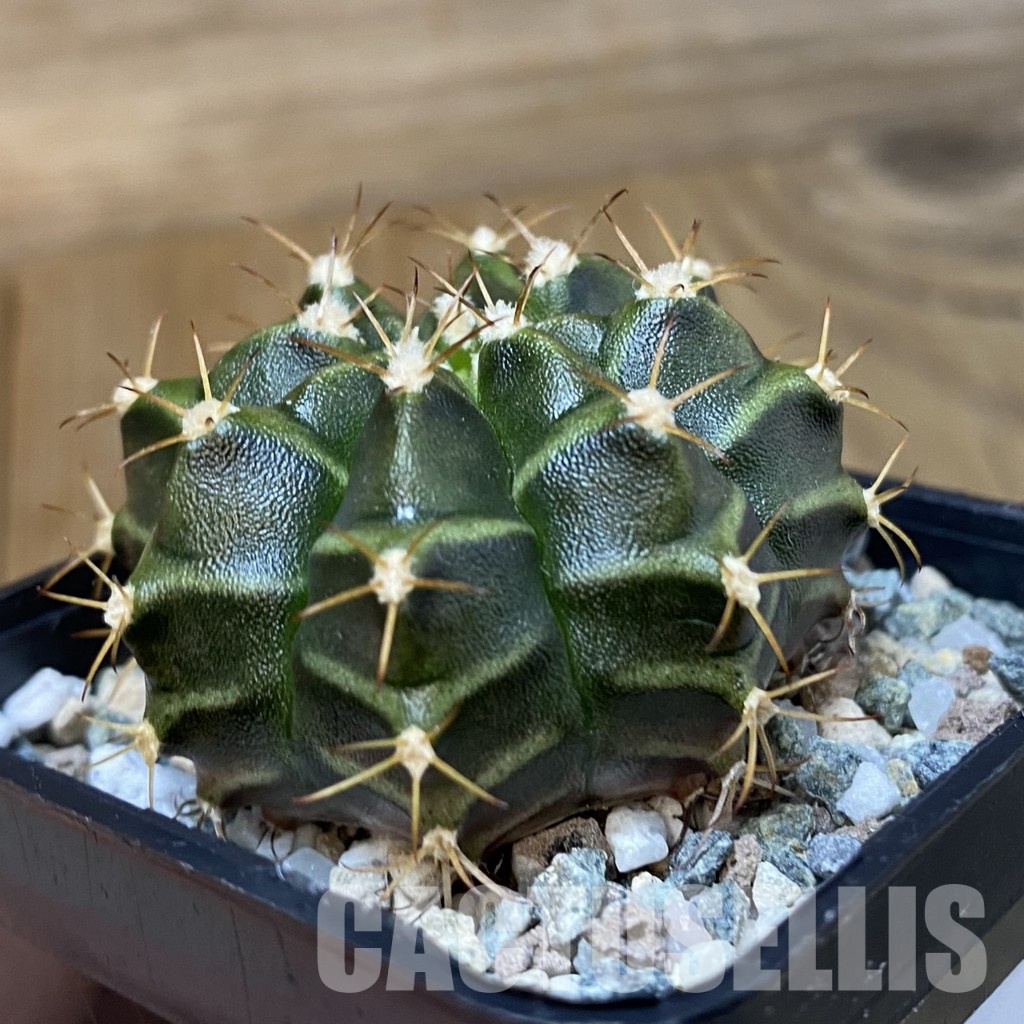 DP29066 Gymnocalycium mihanovichii hybrid, seedling - Image 4