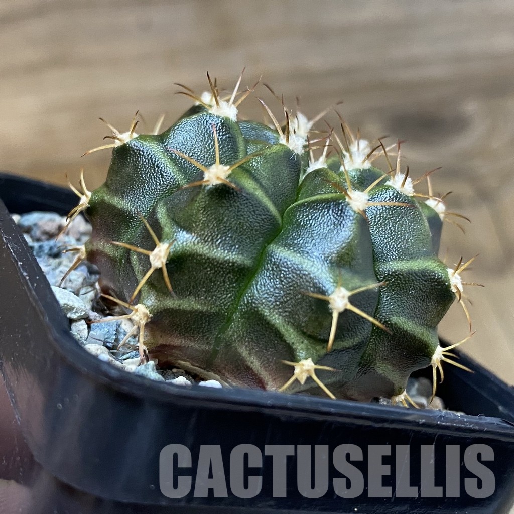 DP29066 Gymnocalycium mihanovichii hybrid, seedling - Image 2
