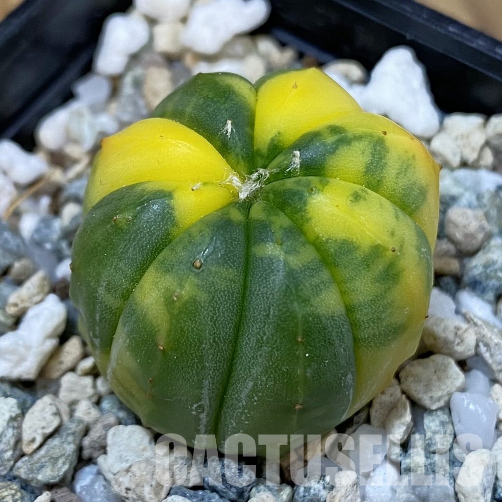 DP29069 Astrophytum asterias f. variegata