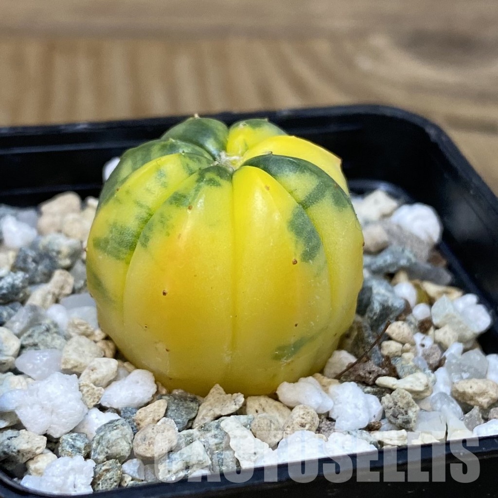 DP29069 Astrophytum asterias f. variegata - Image 2