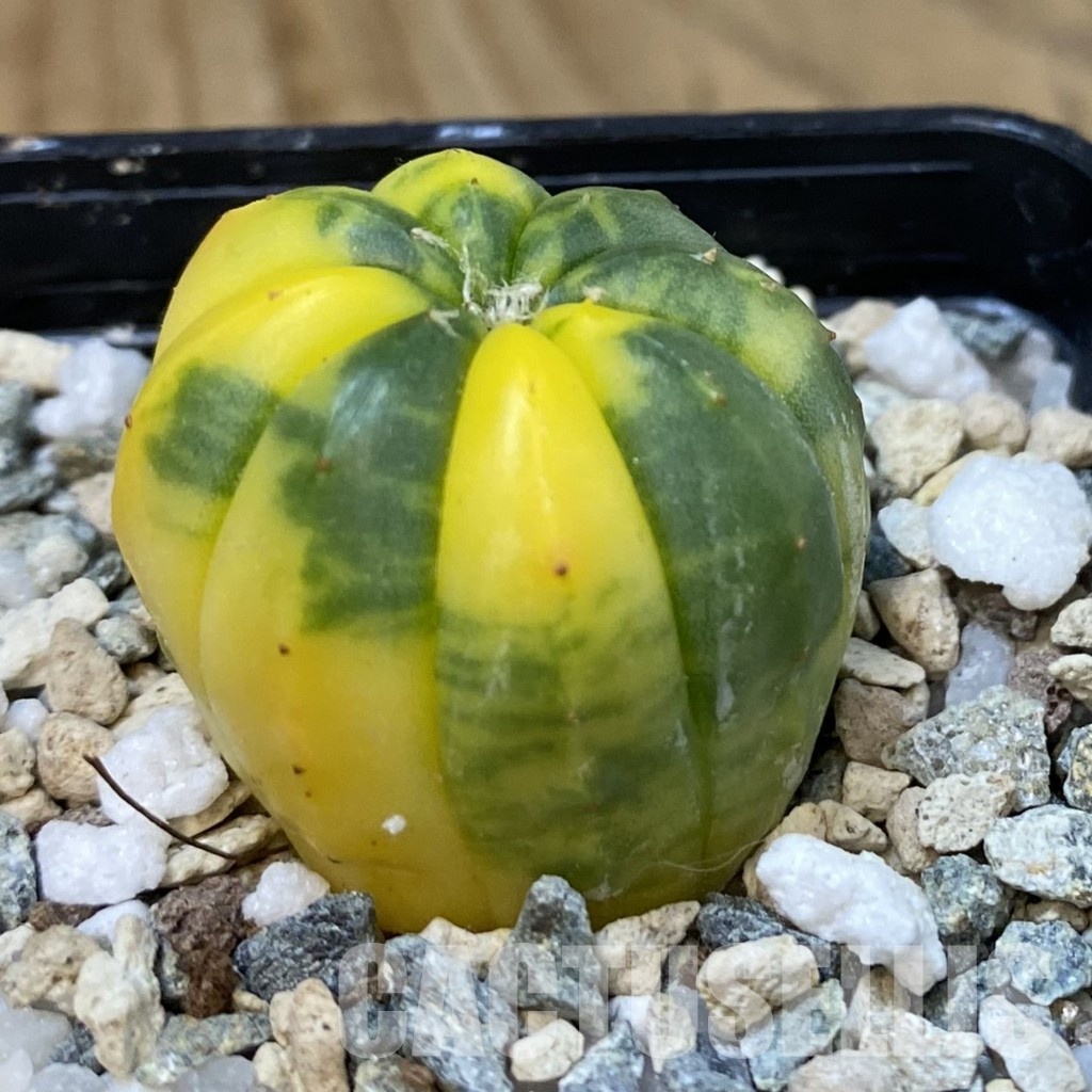 DP29069 Astrophytum asterias f. variegata - Image 3