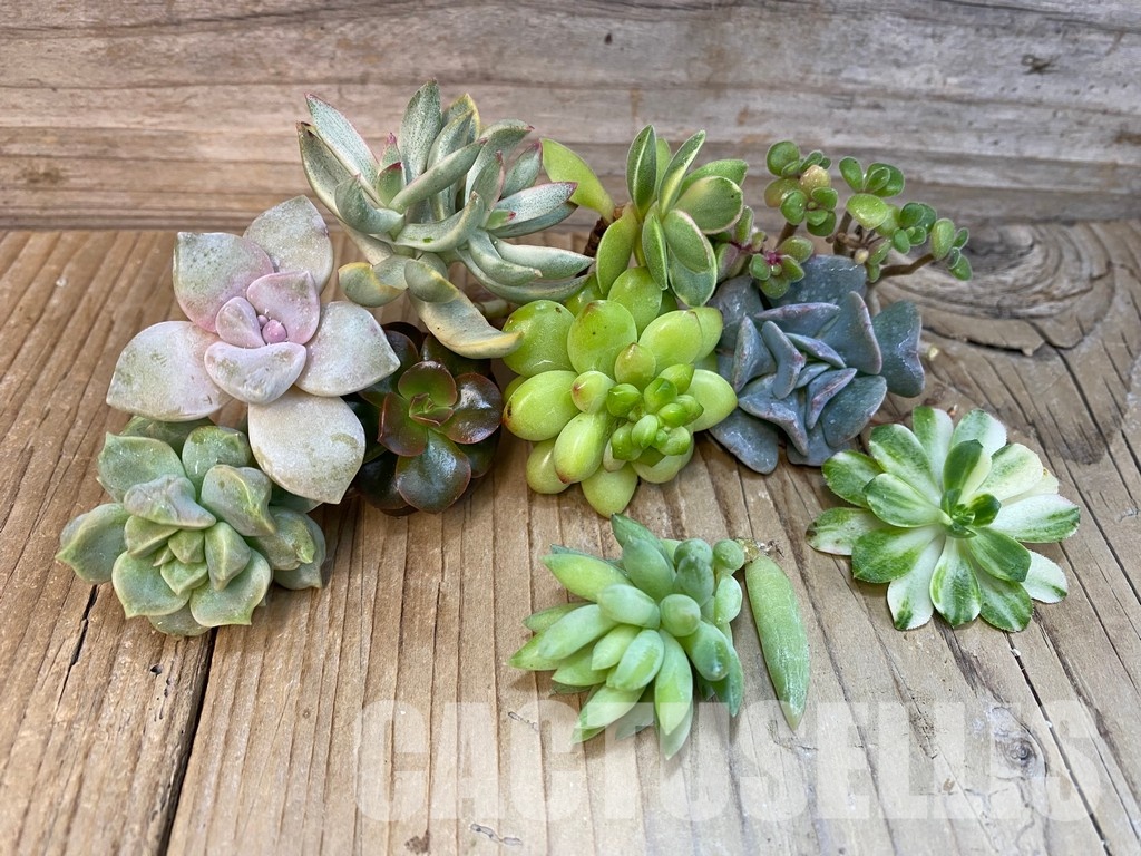 SH29072 Succulents mix, cuted