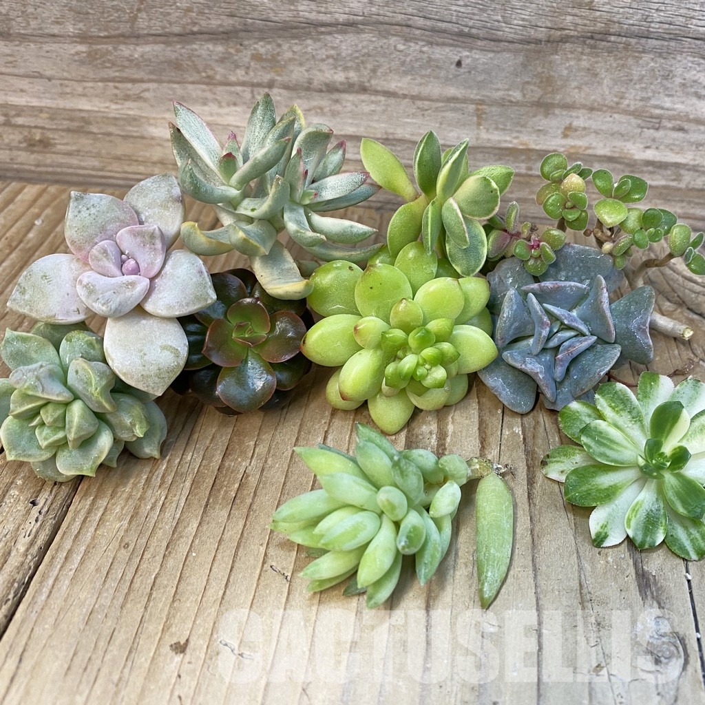 SH29072 Succulents mix, cuted - Image 2