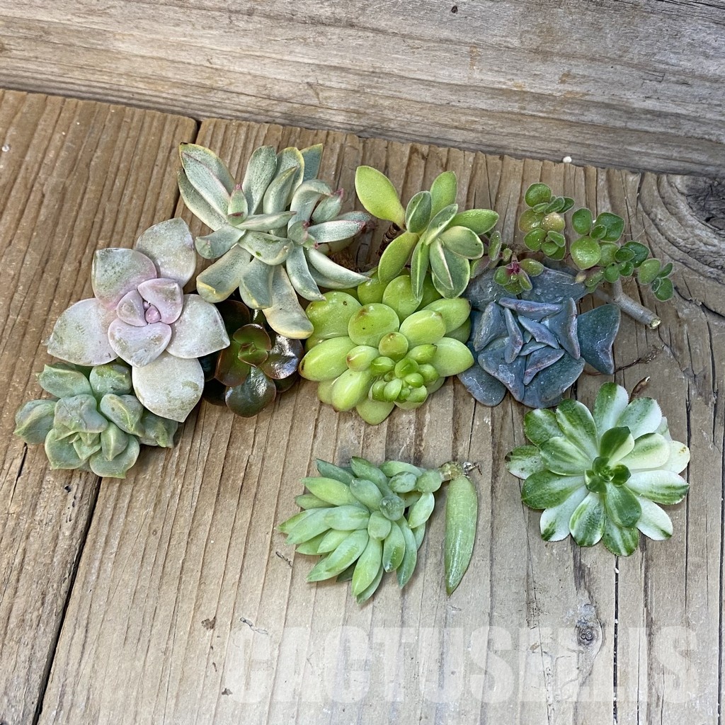 SH29072 Succulents mix, cuted - Image 3