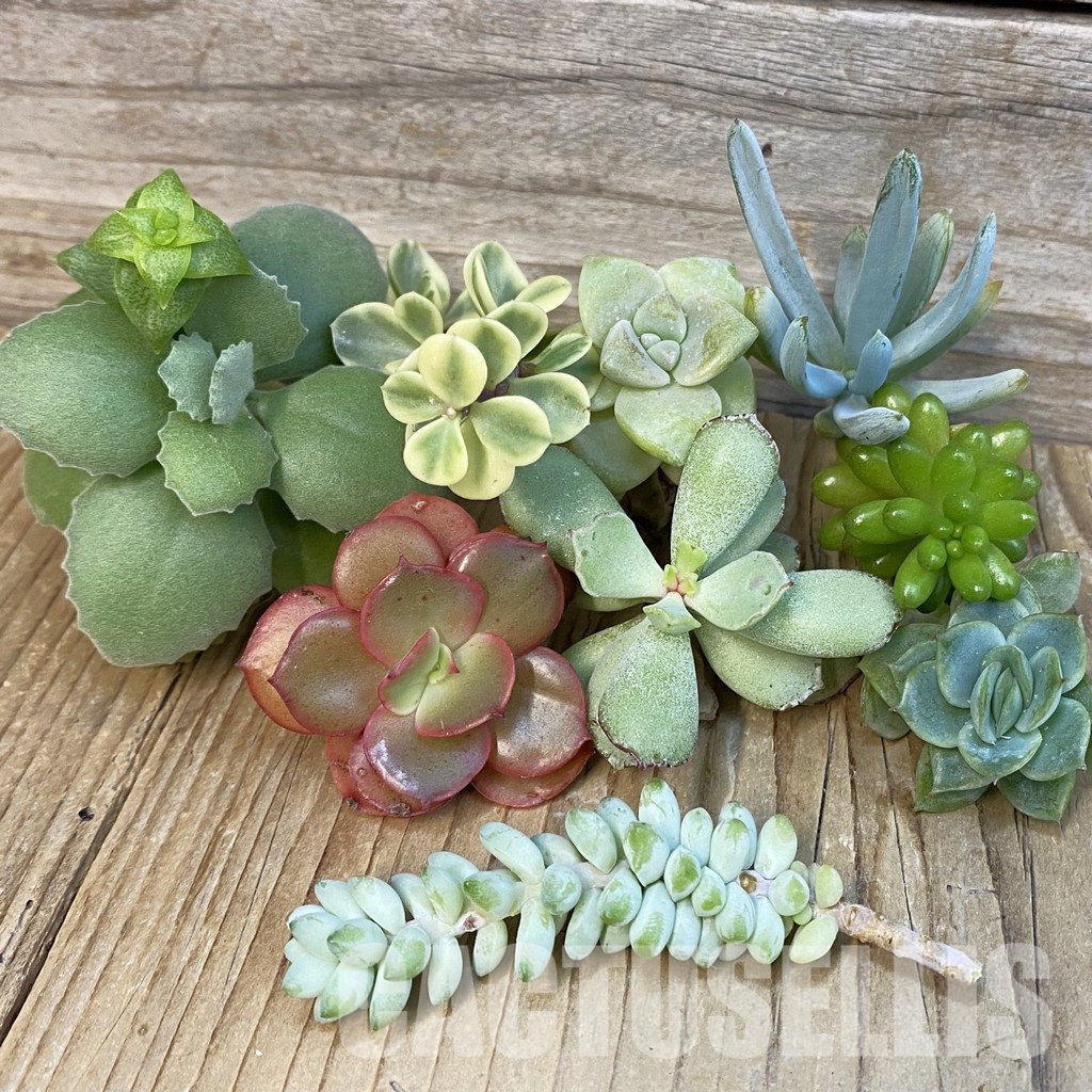 SH29073 Succulents mix, cuted