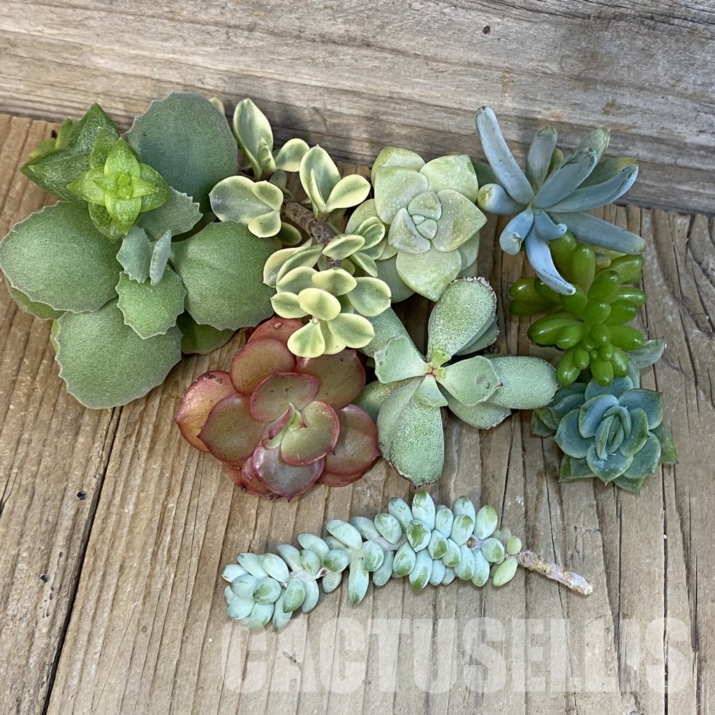 SH29073 Succulents mix, cuted - Image 2
