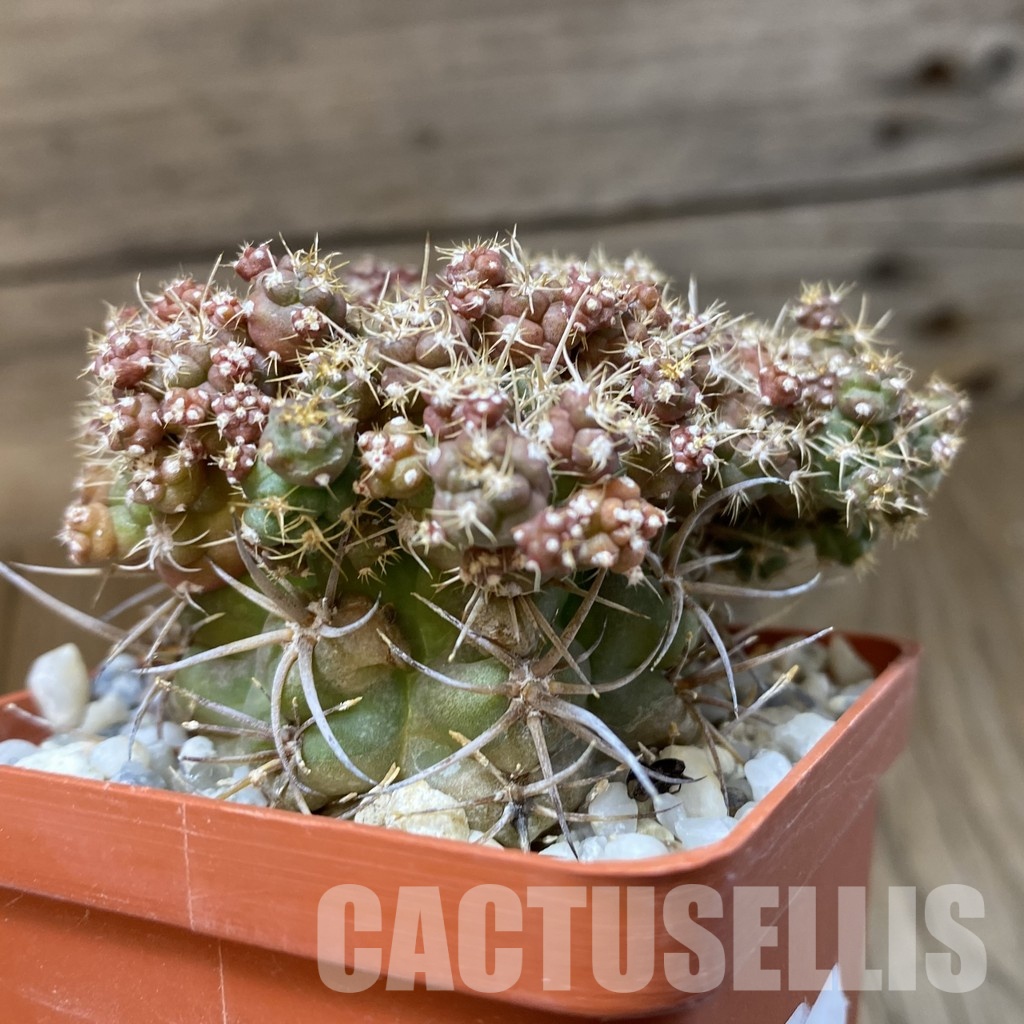 SH29013 Gymnocalycium sp. f. monstrosa - Image 2