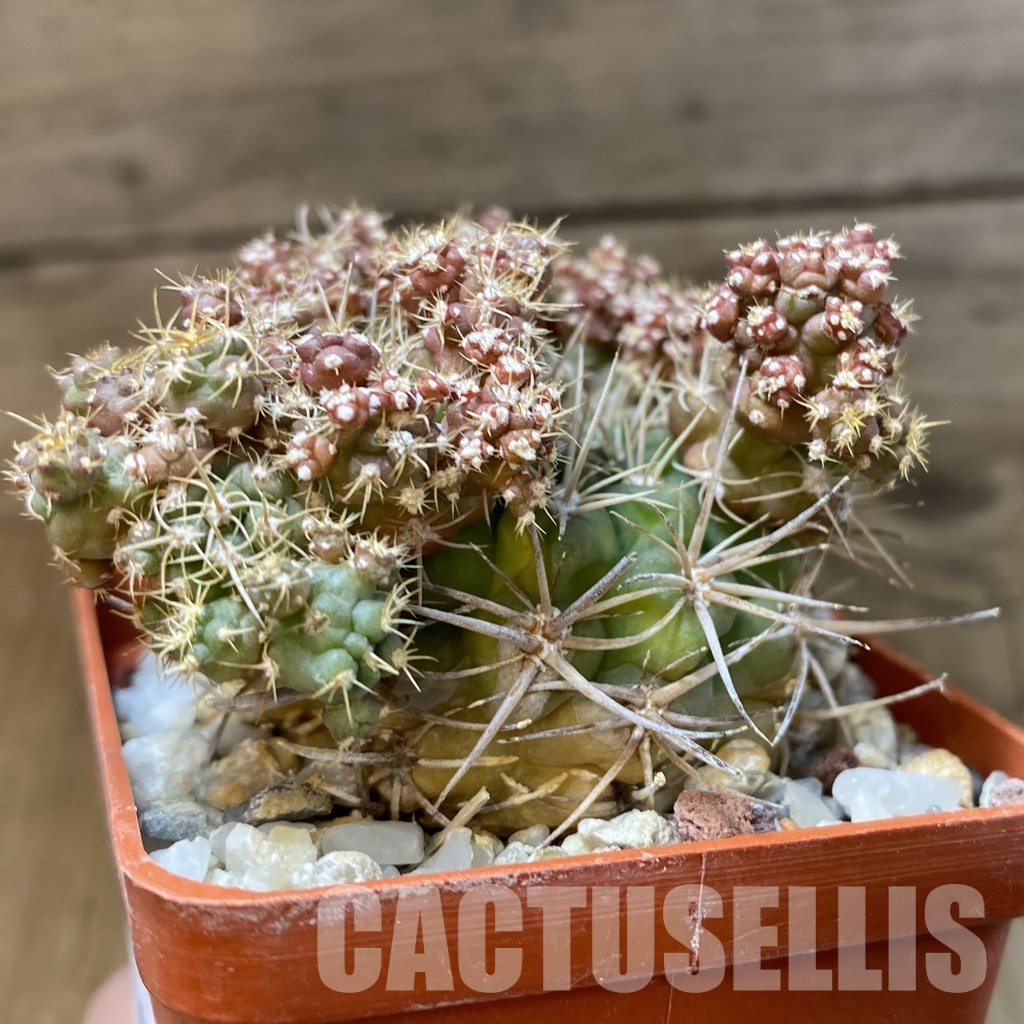 SH29013 Gymnocalycium sp. f. monstrosa - Image 3