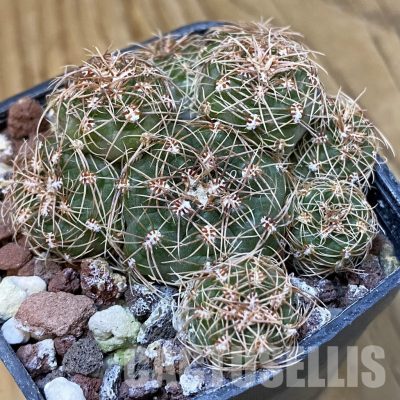 SH29018 Gymnocalycium bruchii v. hossei