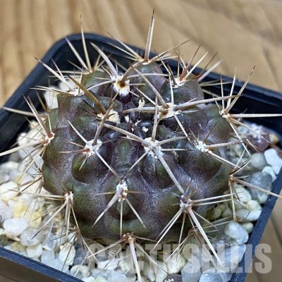 SH29020 Horridocactus sp.