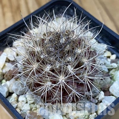 SH29021 Neoporteria nidus