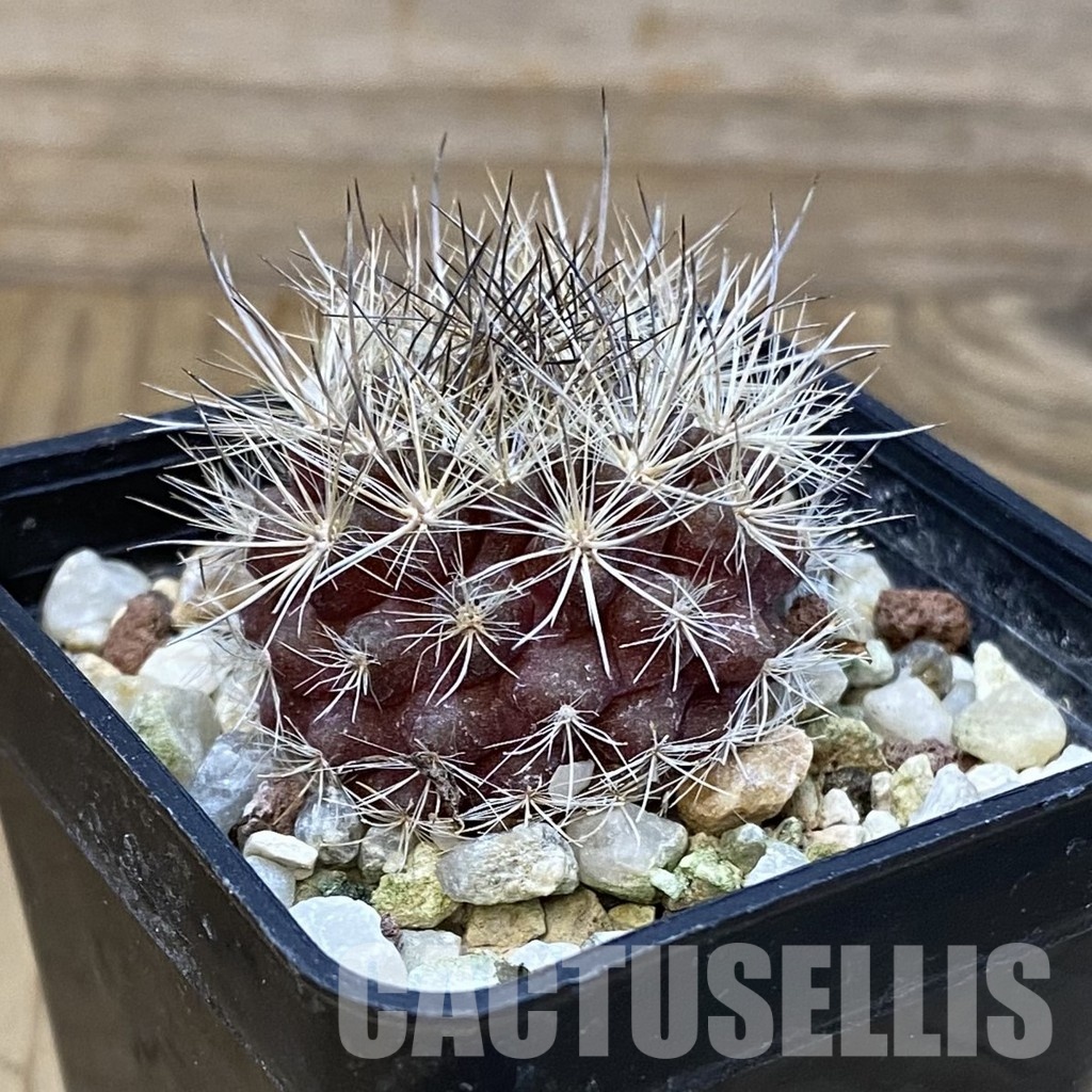 SH29021 Neoporteria nidus - Image 2