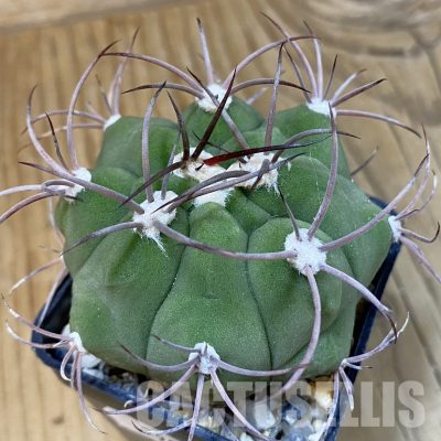 SH29023 Gymnocalycium saglionis