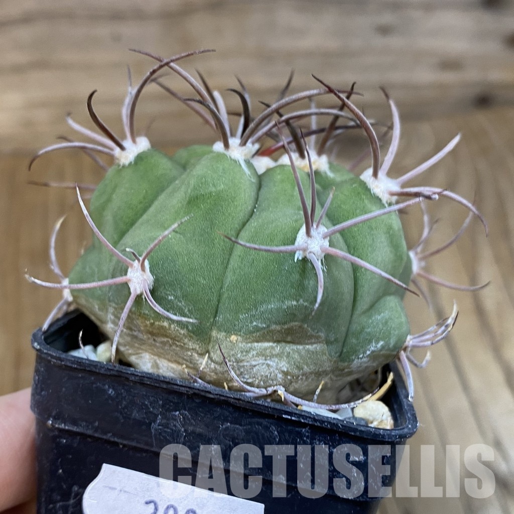 SH29023 Gymnocalycium saglionis - Image 2
