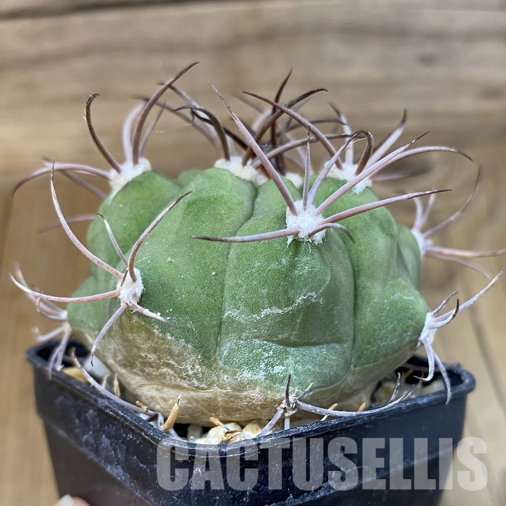 SH29023 Gymnocalycium saglionis - Image 3