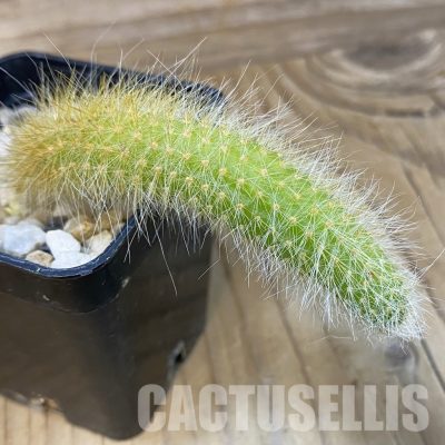 SH29025 Hildewintera colademononis, seedling