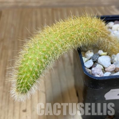 SH29026 Hildewintera colademononis, seedling
