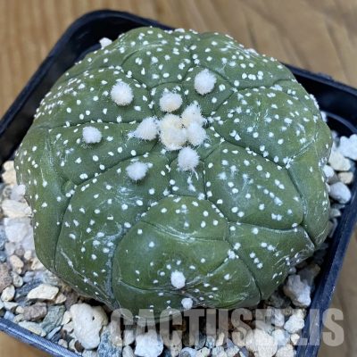 SH29027 Astrophytum asterias ‘Kikko’, 5-ribs