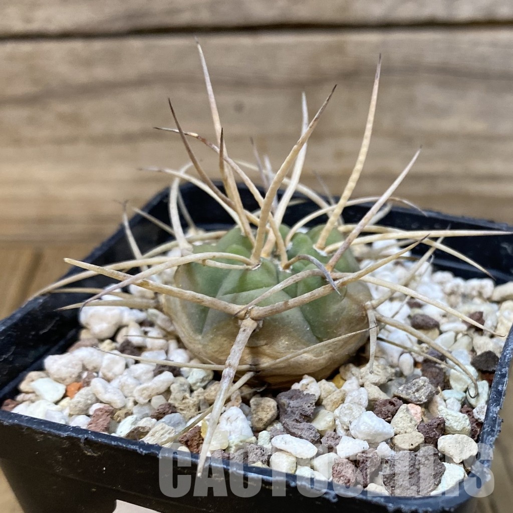 SH29030 Gymnocalycium armatum, 6 years old - Image 2