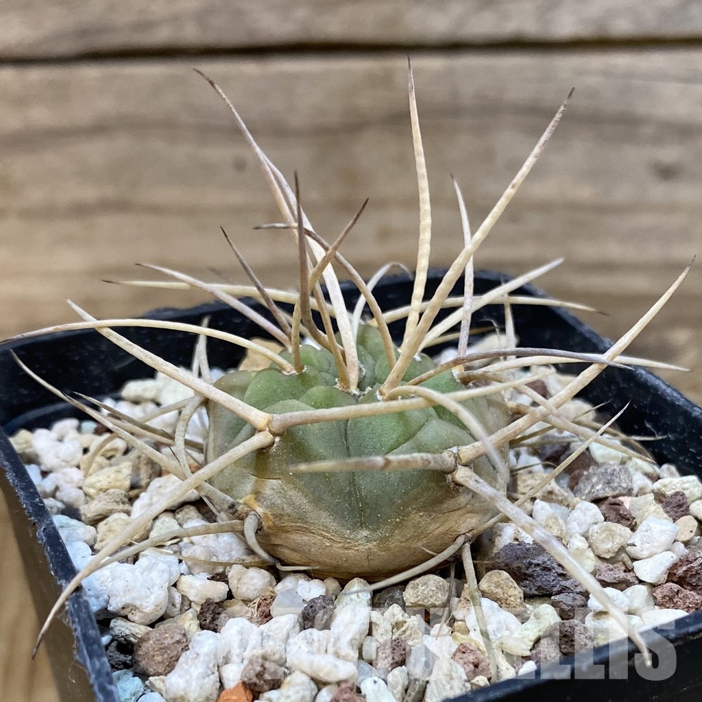 SH29030 Gymnocalycium armatum, 6 years old - Image 3