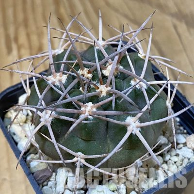 SH29032 Gymnocalycium nidulans VG 199