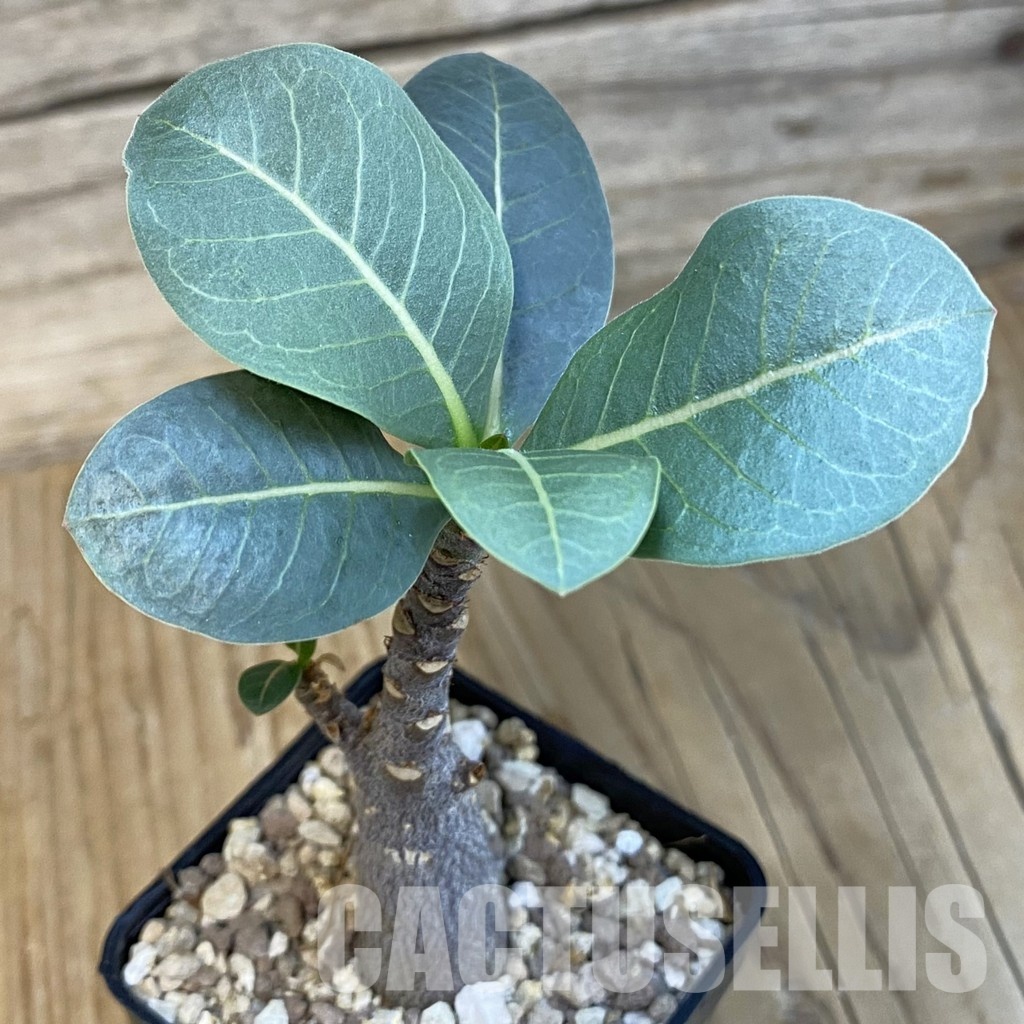 SH29108 Adenium arabicum ‘Black Body’