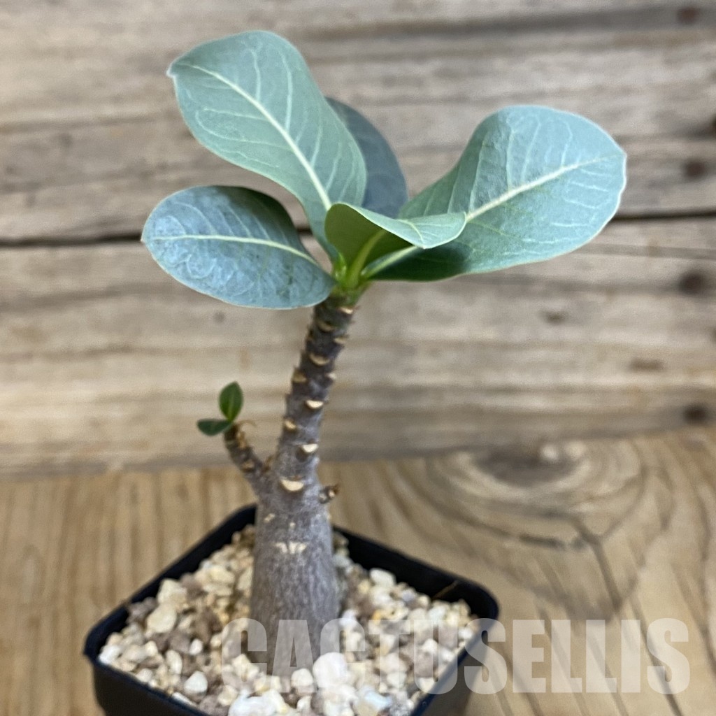 SH29108 Adenium arabicum ‘Black Body’ - Image 2