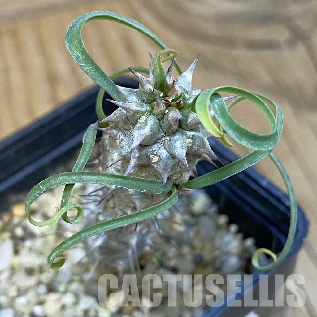 SH29109 Euphorbia gottlebei