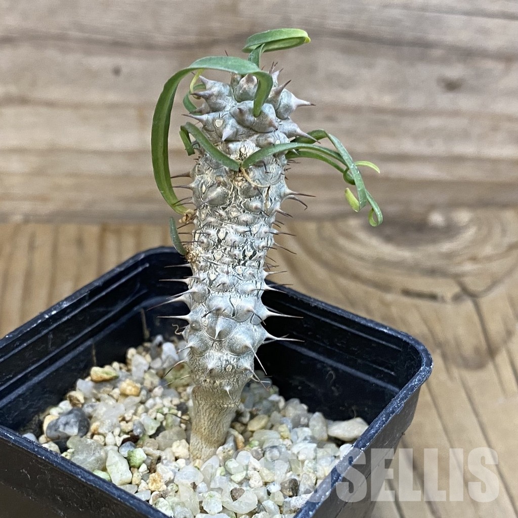 SH29109 Euphorbia gottlebei - Image 2