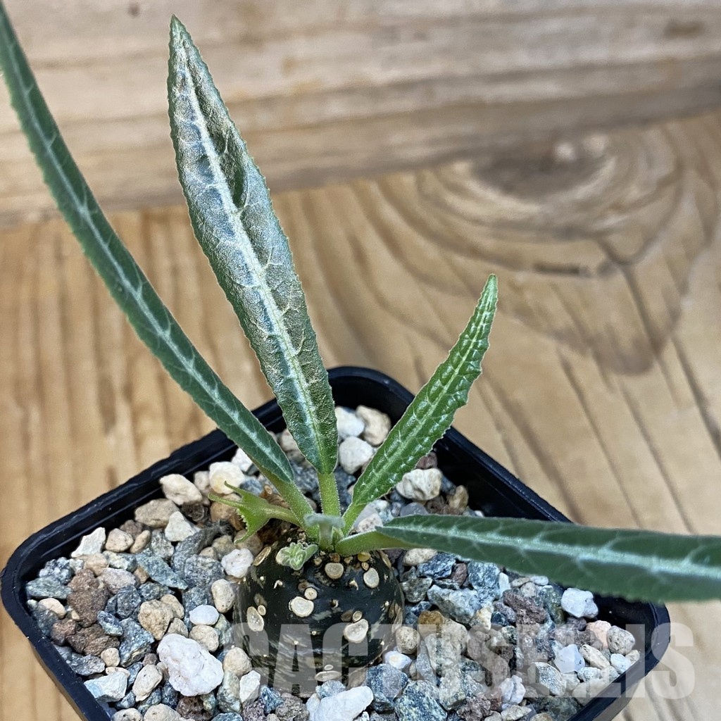SH29113 Dorstenia lancifolia