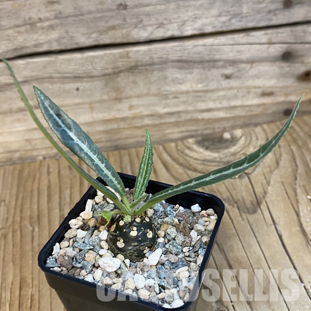SH29113 Dorstenia lancifolia - Image 2