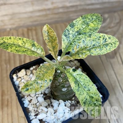 SH29114 Dorstenia hybrid f. variegata