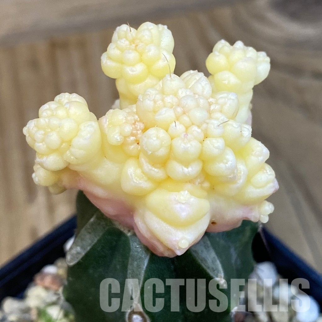 SH29121 Gymnocalycium mihanovichii ‘Transformer’ f. variegata, grafted