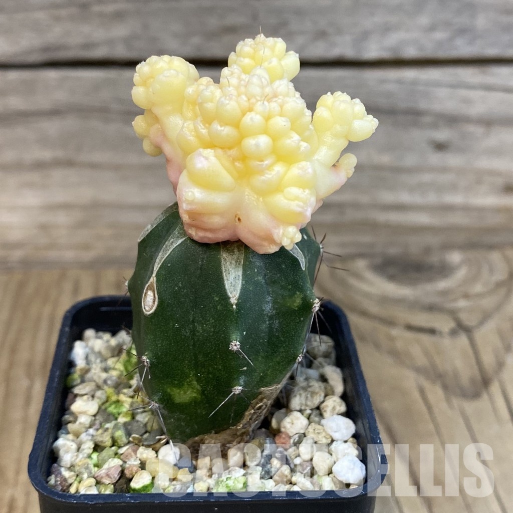 SH29121 Gymnocalycium mihanovichii ‘Transformer’ f. variegata, grafted - Image 2