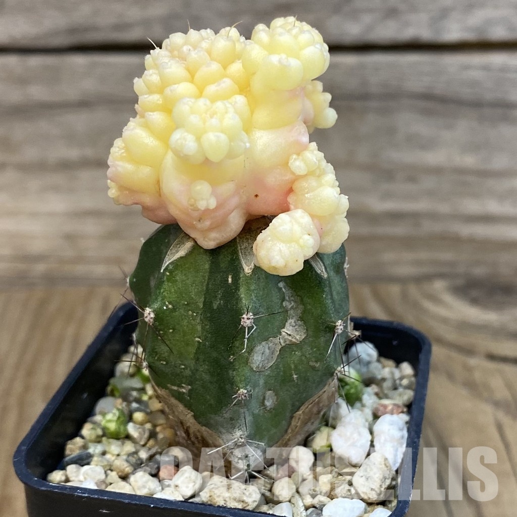 SH29121 Gymnocalycium mihanovichii ‘Transformer’ f. variegata, grafted - Image 3