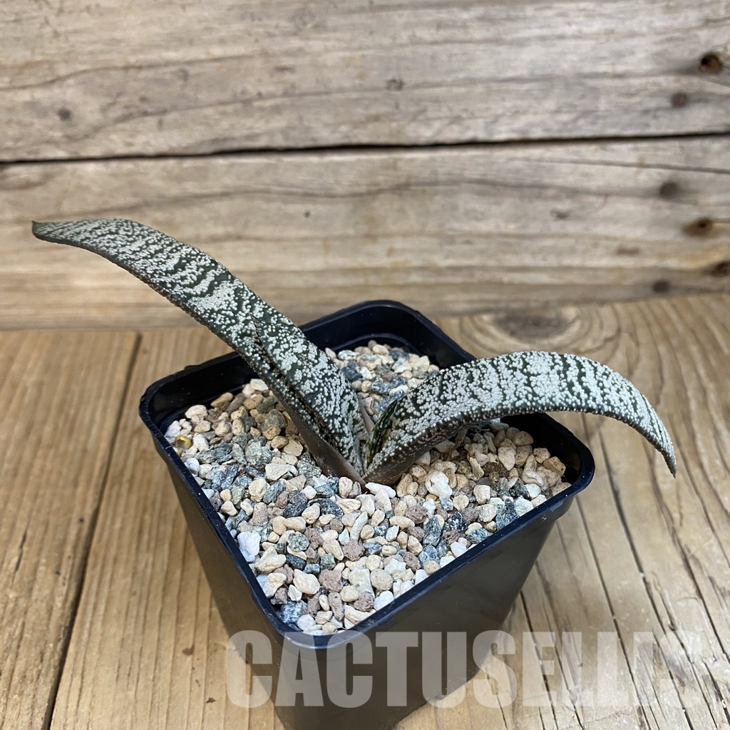 SH29124 Gasteria hybrid - Image 2