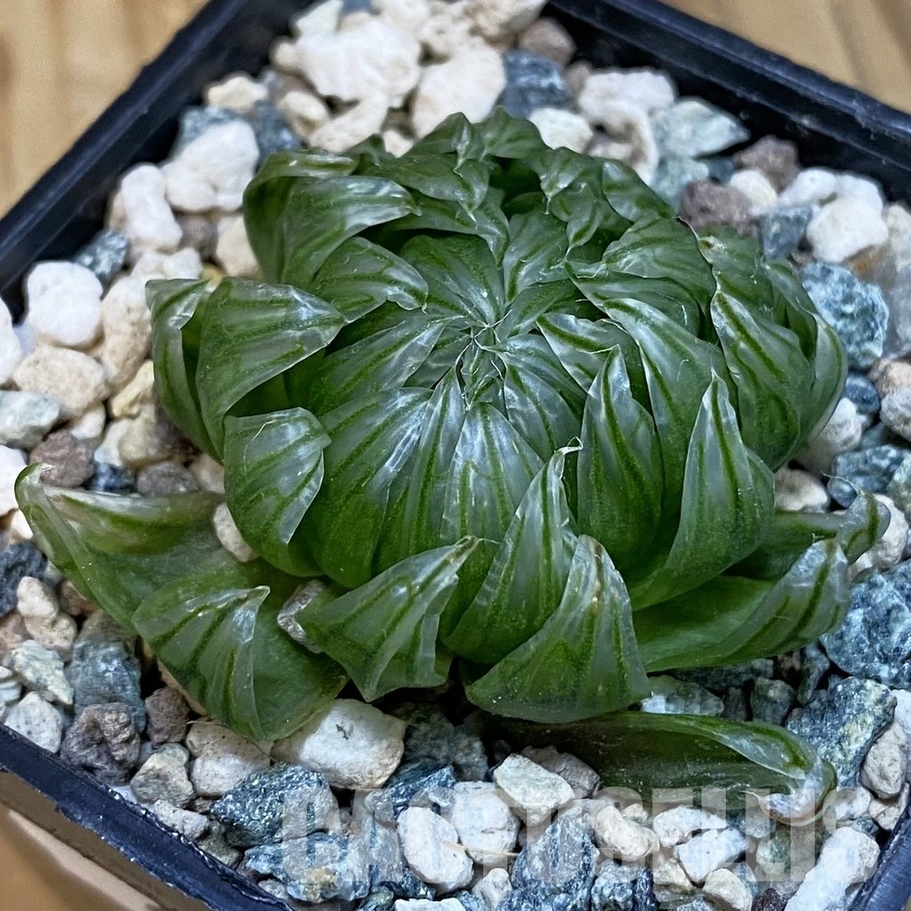 SH29128 Haworthia cooperi 'Led Mutant'