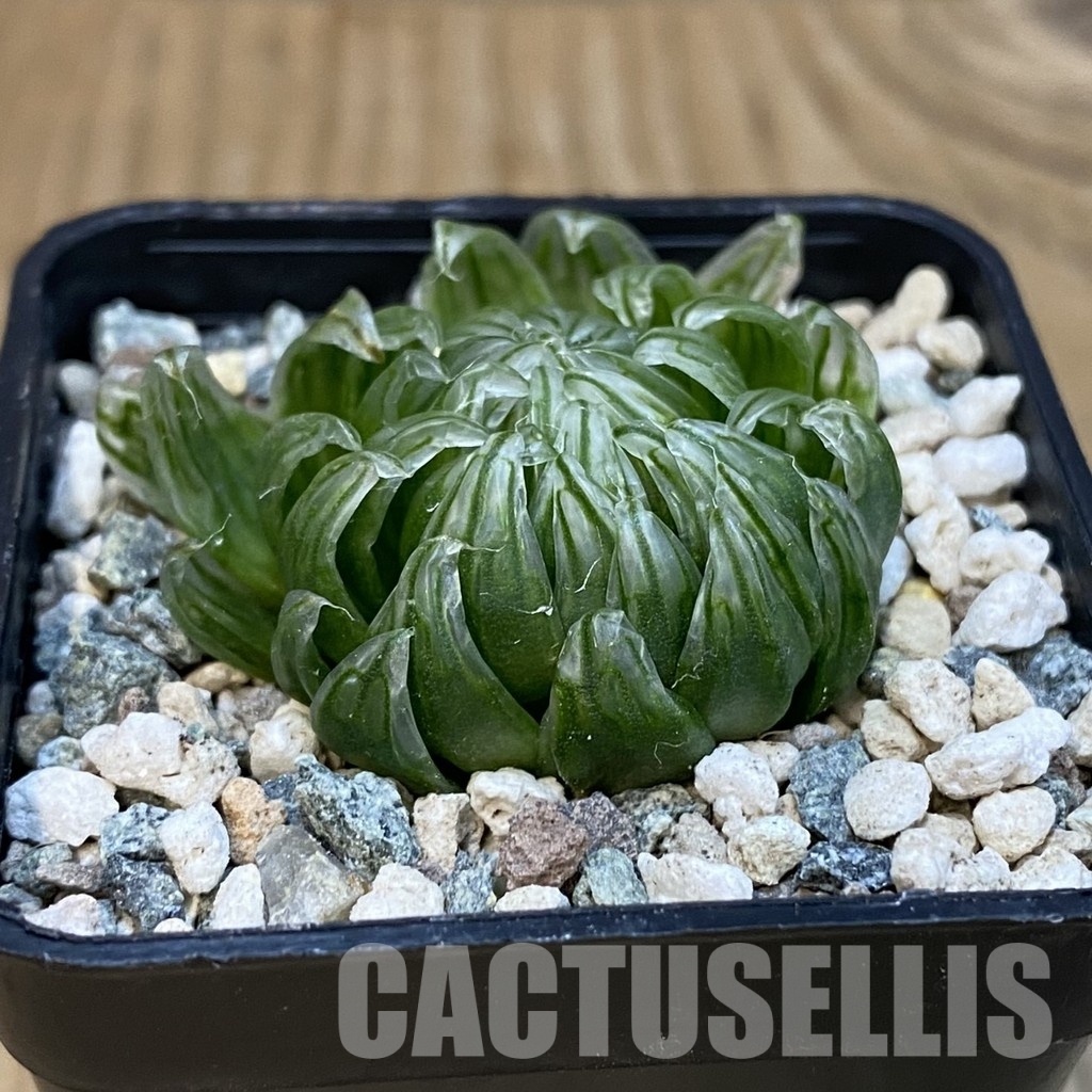 SH29128 Haworthia cooperi 'Led Mutant' - Image 2