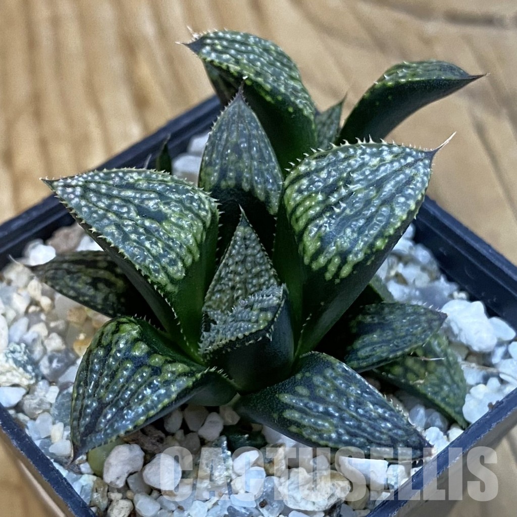 SH29129 Haworthia 'Kegazato' hybrid