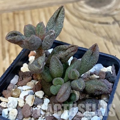 SH29130 Adromischus marianiae
